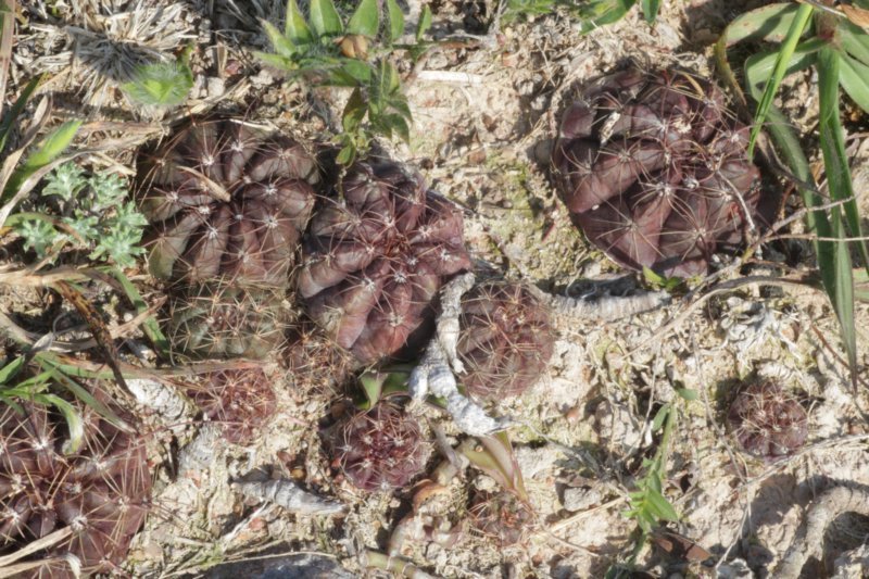 notocactusottonisvarparaguayensis3.jpg