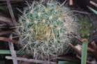 fraileaknippeliana2_small.jpg