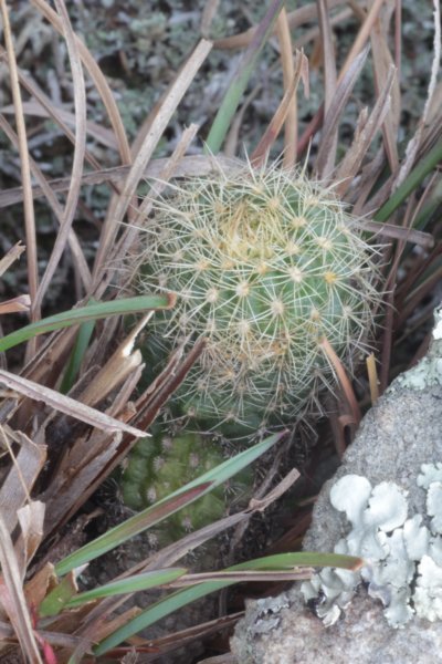 fraileaknippeliana3.jpg