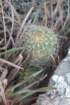 fraileaknippeliana3_small.jpg