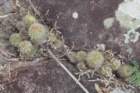 fraileaknippeliana4_small.jpg