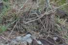 fraileaknippeliana_small.jpg