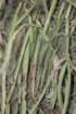 lepismiumwarmingianum_small.jpg