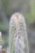 thrixanthocereusblossfeldiorum_small.jpg
