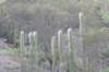 thrixanthocereusblossfeldiorumopuntiamacbridei_small.jpg