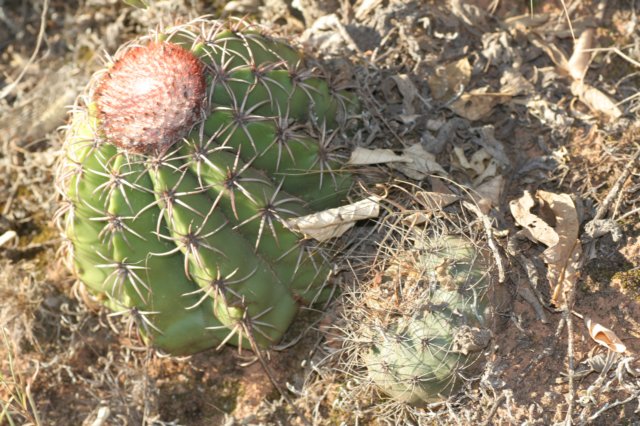 melocactusbellavistensisleftmatucanakrahniright.jpg
