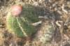 melocactusbellavistensisleftmatucanakrahniright_small.jpg