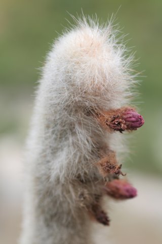 weberbauerocereusalbus2.jpg