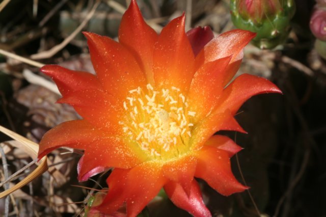 austrocylindropuntiahirschii.jpg