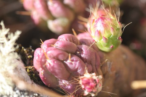 austrocylindropuntiahirschii2.jpg