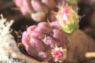 austrocylindropuntiahirschii2_small.jpg