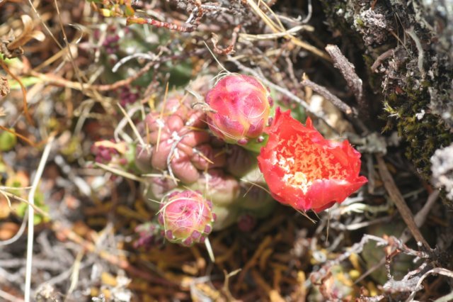 austrocylindropuntiahirschii3.jpg
