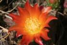 austrocylindropuntiahirschii_small.jpg