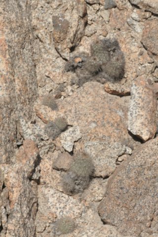 milacaespitosa.jpg
