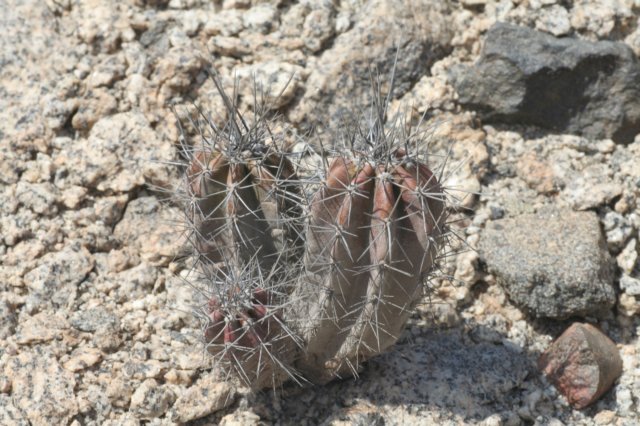 neoraimondiaroseiflorusjuvenile.jpg