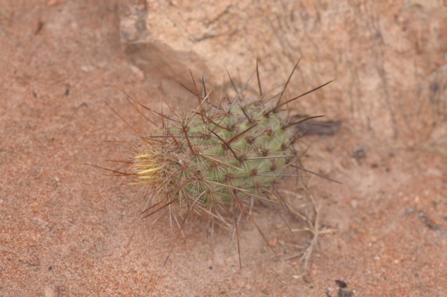 haageocereusdecumbens.jpg