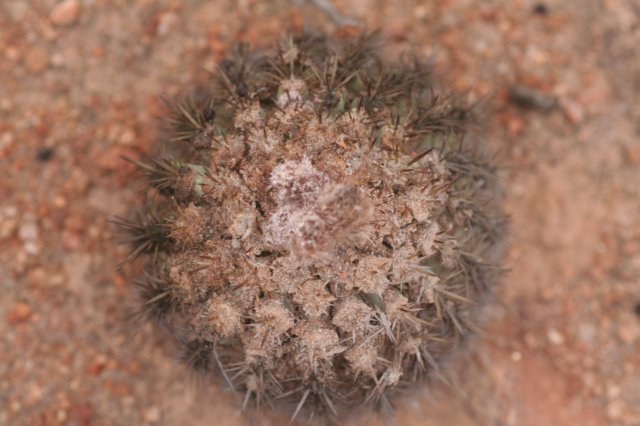 islayadivaricataflora2.jpg