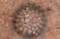 islayadivaricataflora2_small.jpg