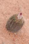 islayadivaricataflora_small.jpg