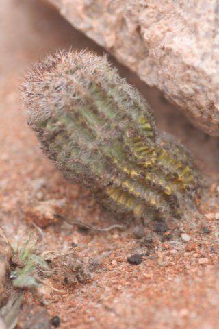 pygmaeocereusbylesianus.jpg