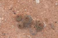 pygmaeocereusbylesianus2_small.jpg