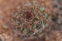pygmaeocereusbylesianus3_small.jpg