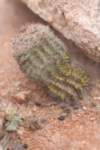 pygmaeocereusbylesianus_small.jpg