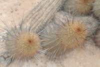 haageocereuschalaensis2_small.jpg