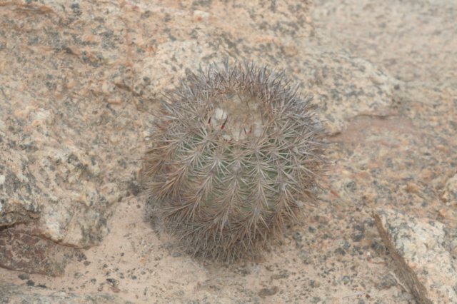 islayachalaensis.jpg