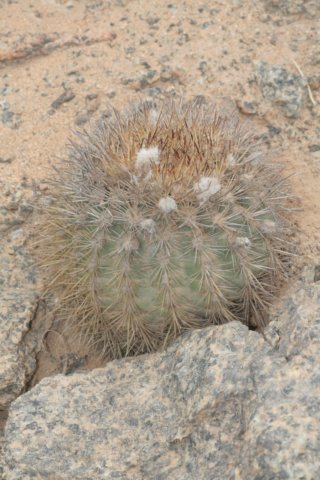 islayachalaensis2.jpg