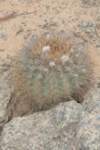 islayachalaensis2_small.jpg