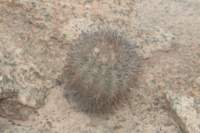 islayachalaensis_small.jpg