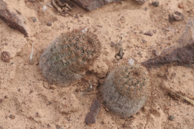 pygmaeocereusbylesianusakersii.jpg