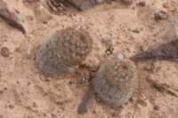 pygmaeocereusbylesianusakersii_small.jpg