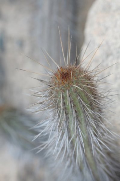 haageocereusdecumbens.jpg