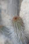 haageocereusdecumbens_small.jpg