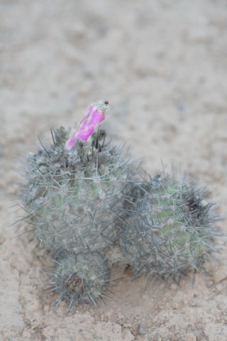 islayachalaensis.jpg