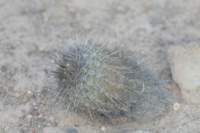 islayachalaensis2_small.jpg