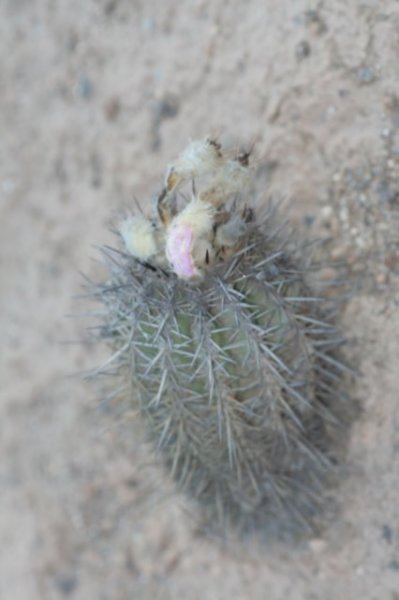 islayachalaensis3.jpg