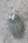 islayachalaensis3_small.jpg