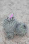 islayachalaensis_small.jpg