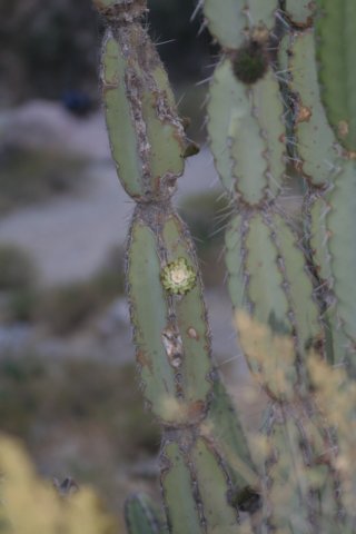 armatocereusmatucanensis.jpg