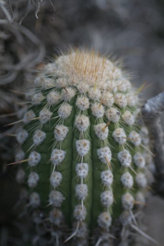 weberbaurocereus.jpg