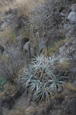 weberbaurocereus2.jpg