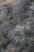 weberbaurocereus2_small.jpg