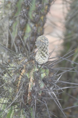 haageocereusdecumbens2.jpg