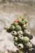 cylindropuntiaexaltata_small.jpg