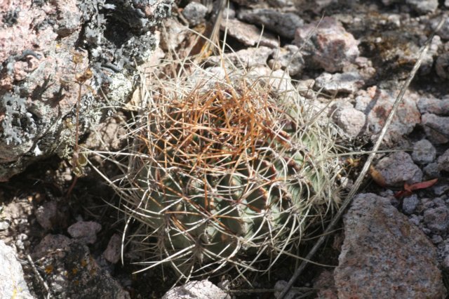 lobiviategelerianavarincuiensis.jpg