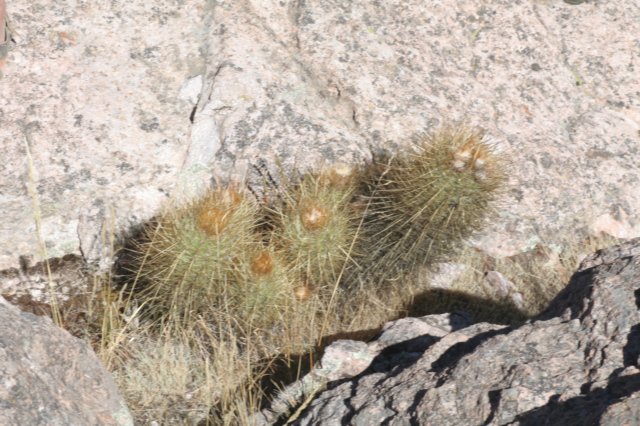 xoreocanamatucanahayneixoreocereusleucotrichus.jpg