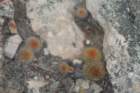 matucanaaurantiaca4_small.jpg